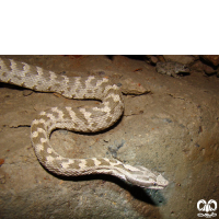 گونه افعی قفقازی Caucasian Pit Viper